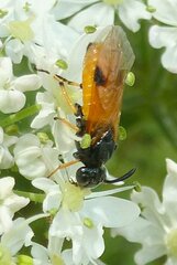 Arge melanochra