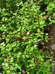 Coprosma wallii