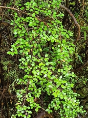 Coprosma wallii