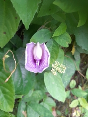 Centrosema pubescens