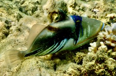 Rhinecanthus aculeatus