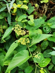 Cissus verticillata