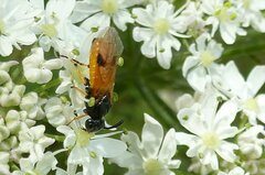 Arge melanochra