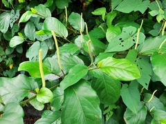 Piper tuberculatum
