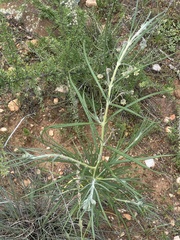 Gomphocarpus tomentosus