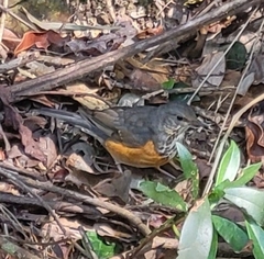 Turdus hortulorum