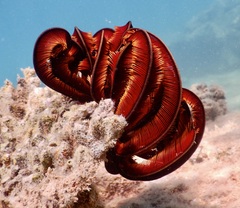 Crinoidea