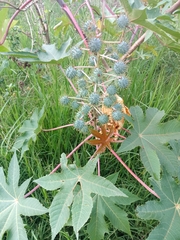 Ricinus communis