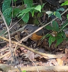 Turdus hortulorum