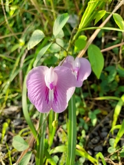 Centrosema pubescens