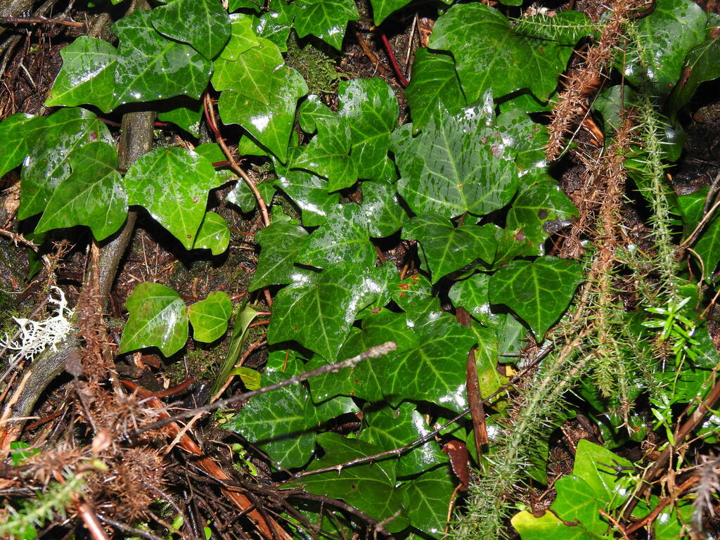 Hedera iberica