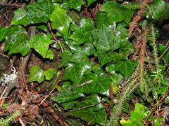 Hedera iberica