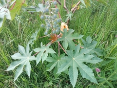 Ricinus communis