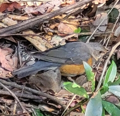 Turdus hortulorum