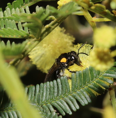 Leioproctus irroratus