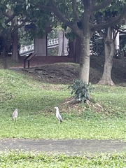 Nycticorax nycticorax nycticorax