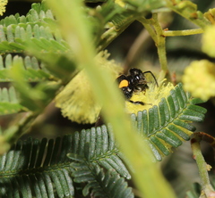 Leioproctus irroratus