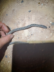 Pygopus lepidopodus