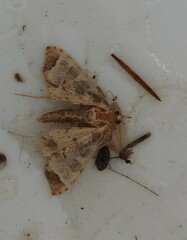 Leucinodes cordalis