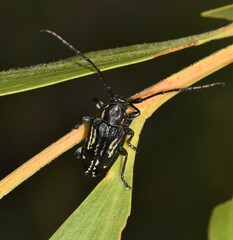 Cerambycoidea
