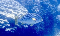 Plectorhinchus lineatus