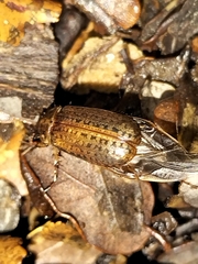Sericospilus