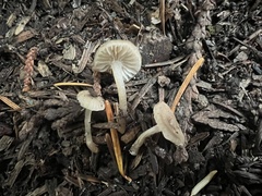 Lyophyllaceae
