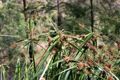 Cyperus lucidus