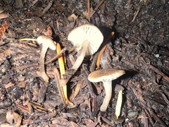 Lyophyllaceae