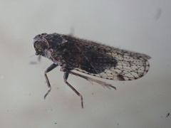 Cixius