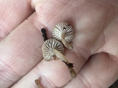 Lyophyllaceae