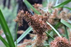 Cyperus lucidus