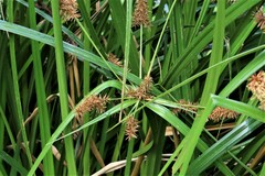 Cyperus lucidus