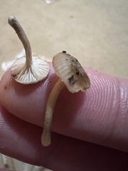 Lyophyllaceae