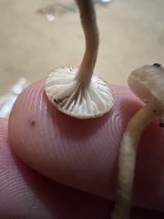 Lyophyllaceae