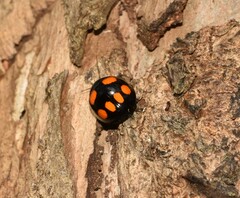 Paropsisterna sexpustulata