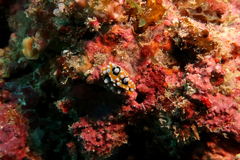 Phyllidia ocellata
