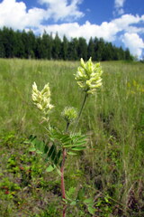 Oxytropis pilosa