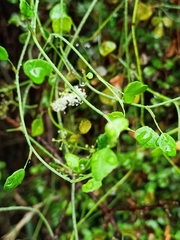 Scandia geniculata