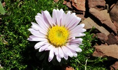 Townsendia condensata