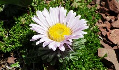 Townsendia condensata