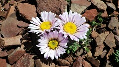 Townsendia condensata