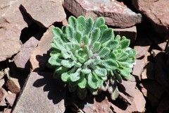 Townsendia condensata