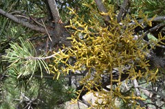 Arceuthobium divaricatum