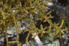 Arceuthobium divaricatum