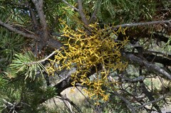 Arceuthobium divaricatum