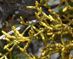 Arceuthobium divaricatum