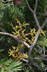 Arceuthobium divaricatum