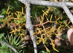 Arceuthobium divaricatum