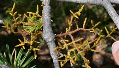 Arceuthobium divaricatum